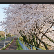 京都の桜