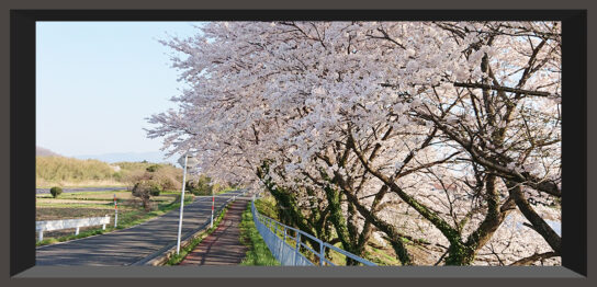 京都の桜